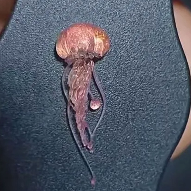 M2EA Soft Silicone Jellyfish M - Art Craft Jellyfish review and price